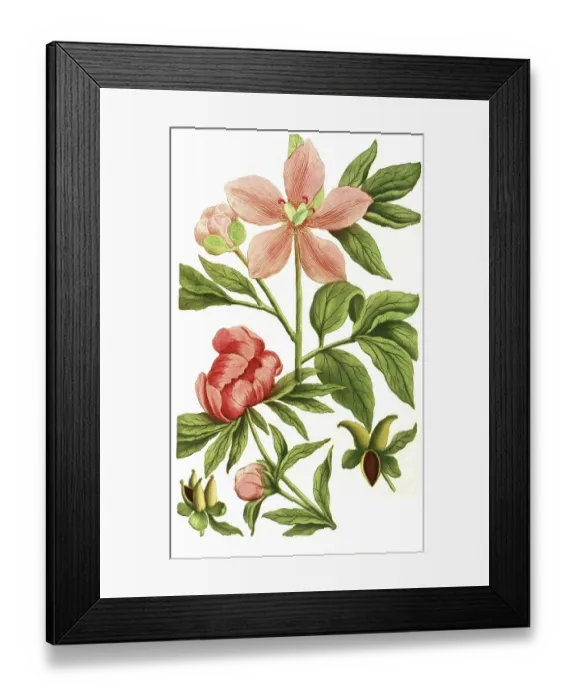 Framed Print : Peony variant, Paeonia mas flore incarnate minor Framed Print : Peony variant, Paeonia mas flore incarnate minor