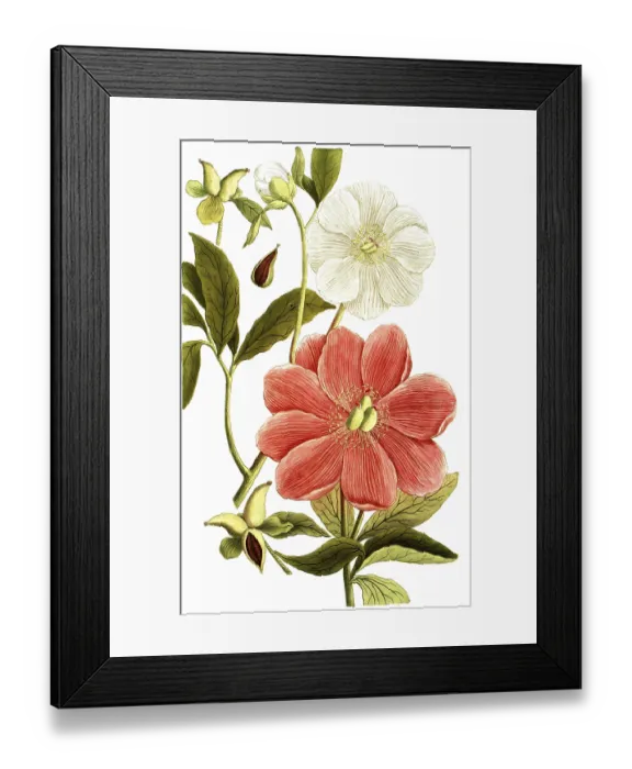 Framed Print : Peony variant, Paeonia mas major Framed Print : Peony variant, Paeonia mas major
