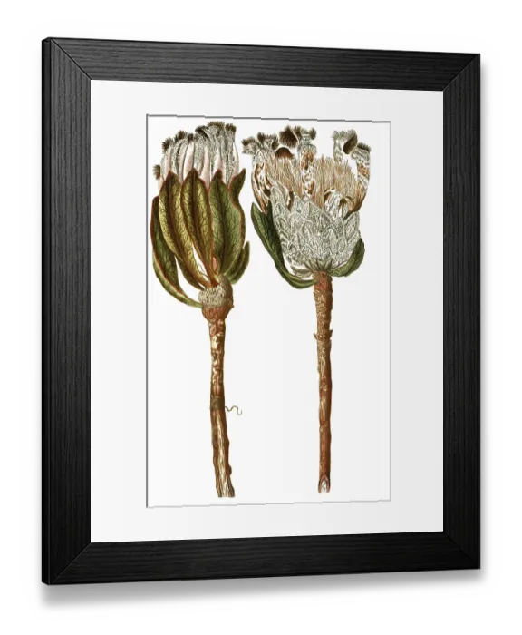 Framed Print : Protea scolymocephala, also thistle protea or thistle sugar bush
