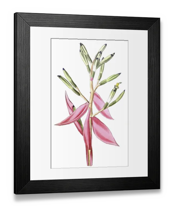 Framed Print : Bromeliad, Bromelia pallida, illustration