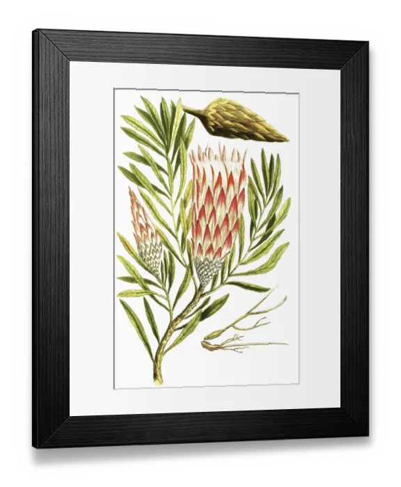 Framed Print : Leucadendron salignum, also known as solar cone
