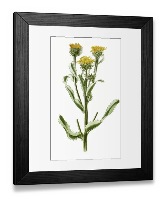 Framed Print : Donia ciliata, Grindelia ciliata