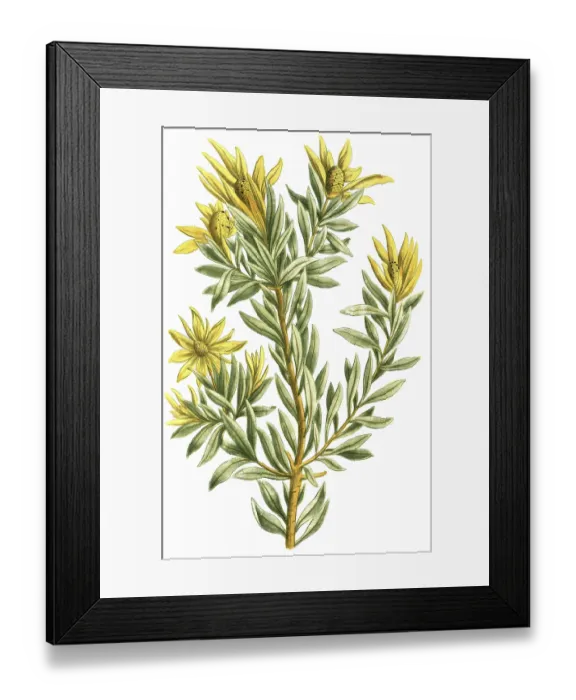 Framed Print : Protea scolymocephala, also known as thistle protea or thistle sugar bush