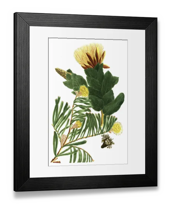 Framed Print : A. scolymocephalus seu Conocarpodendron folio angustos