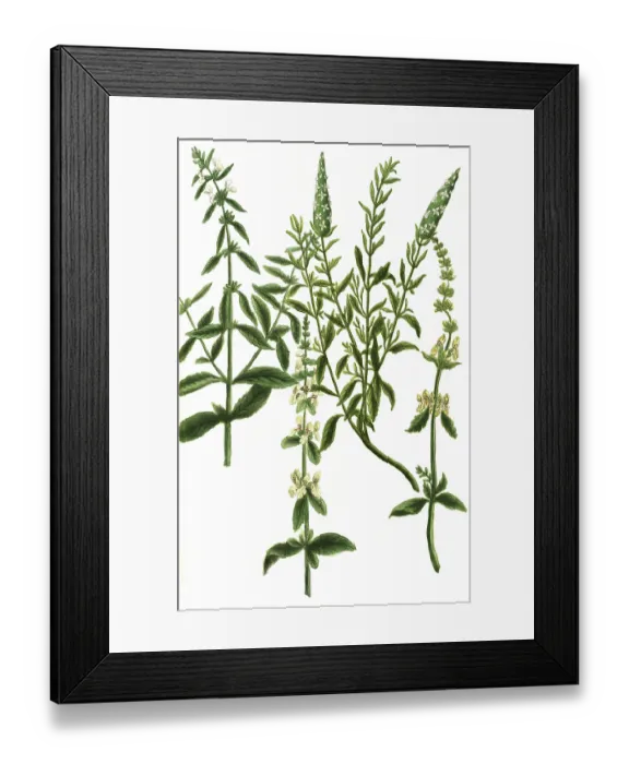 Framed Print : Sideritis alpina, hirsuta, vulgaris