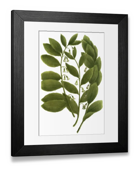 Framed Print : Sybillum salomonis, thistle species Framed Print : Sybillum salomonis, thistle species