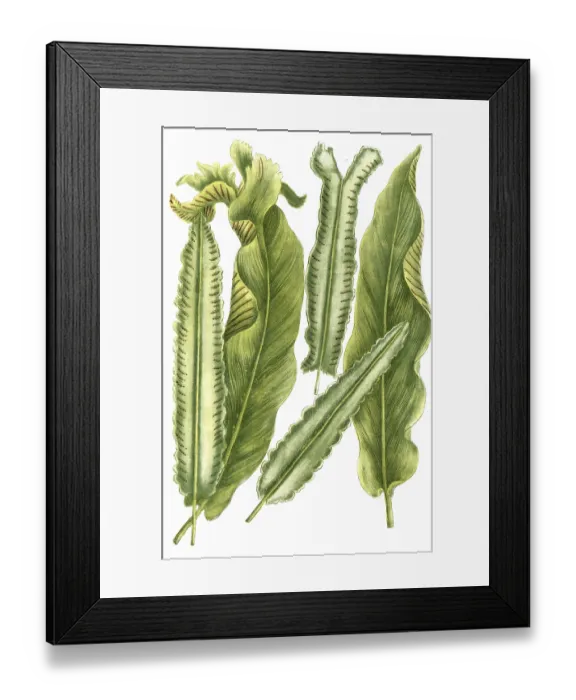 Framed Print : Deertongue fern, lingua cervina