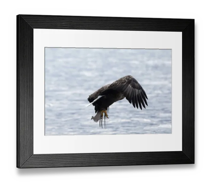 Framed Print : White-tailed Sea-eagle catching a fish and flying (Haliaeetus albicilla)