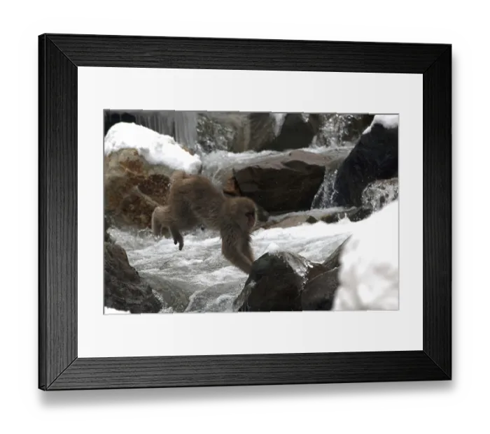 Framed Print : Japanese macaque or snow japanese monkey