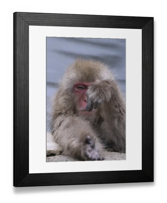 Framed Print : Japanese macaque or snow japanese monkey (Macaca fuscata)