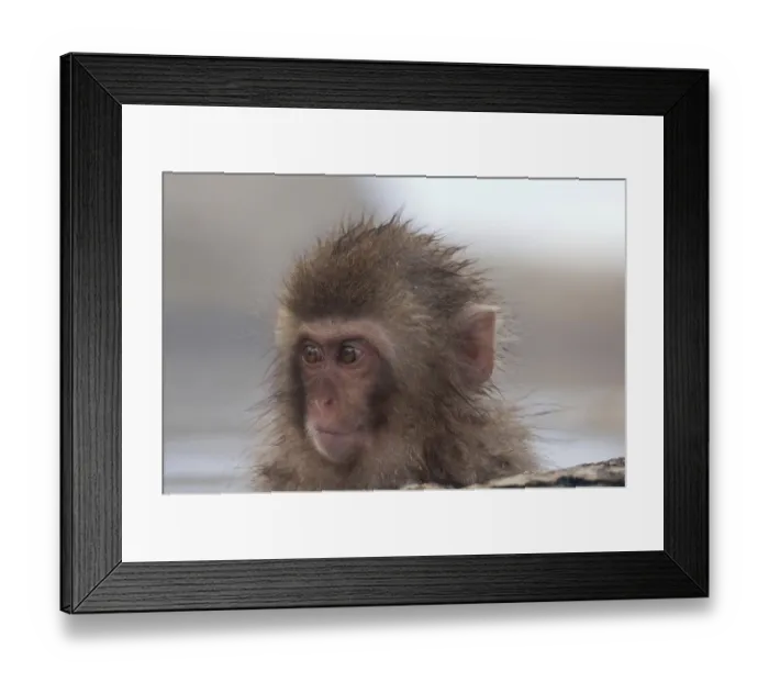 Framed Print : Japanese macaque or snow japanese monkey (Macaca fuscata) young