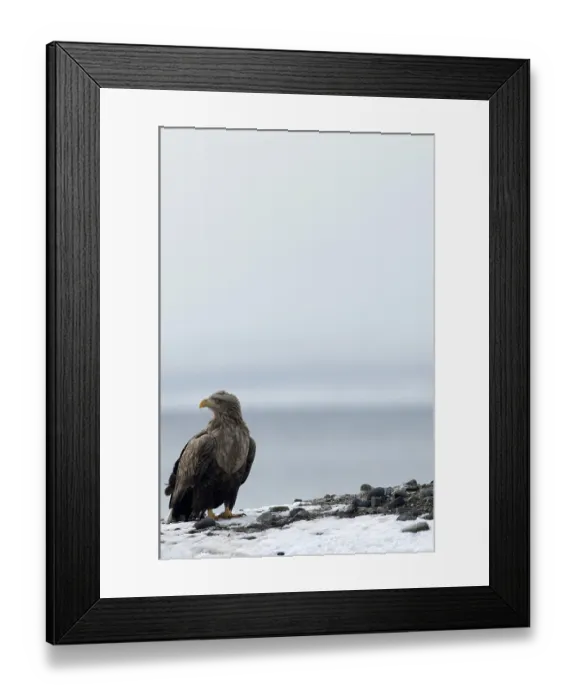 Framed Print : White-tailed Sea-eagle (Haliaeetus albicilla) Framed Print : White-tailed Sea-eagle (Haliaeetus albicilla)