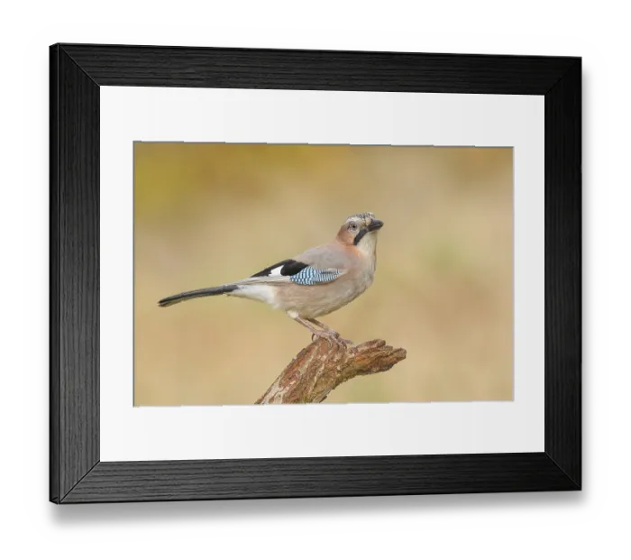 Framed Print : Eurasian Jay (Garrulus glandarius) sitting on a branch Framed Print : Eurasian Jay (Garrulus glandarius) sitting on a branch