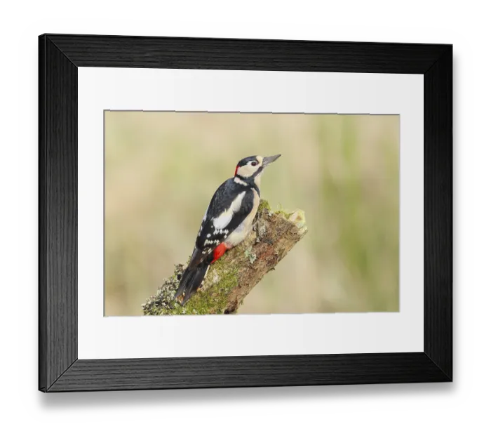 Framed Print : Great spotted woodpecker (Dendrocopus major)