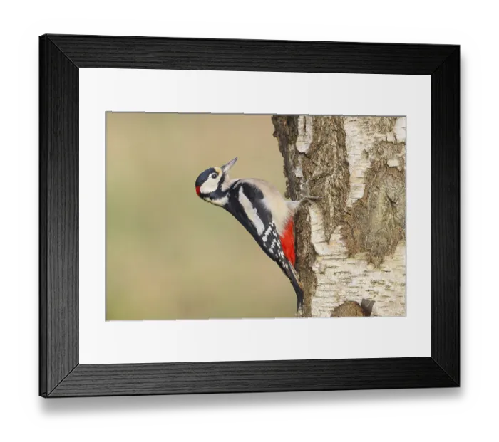 Framed Print : Great spotted woodpecker (Dendrocopus major) male on a birch tree
