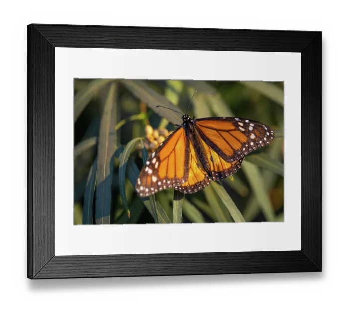 Framed Print : Beautiful Monarch Butterfly Resting On Plant