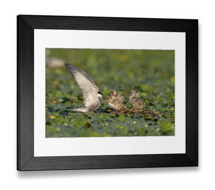 Framed Print : White-bearded terns (Childonias hybride) with young birds Framed Print : White-bearded terns (Childonias hybride) with young birds