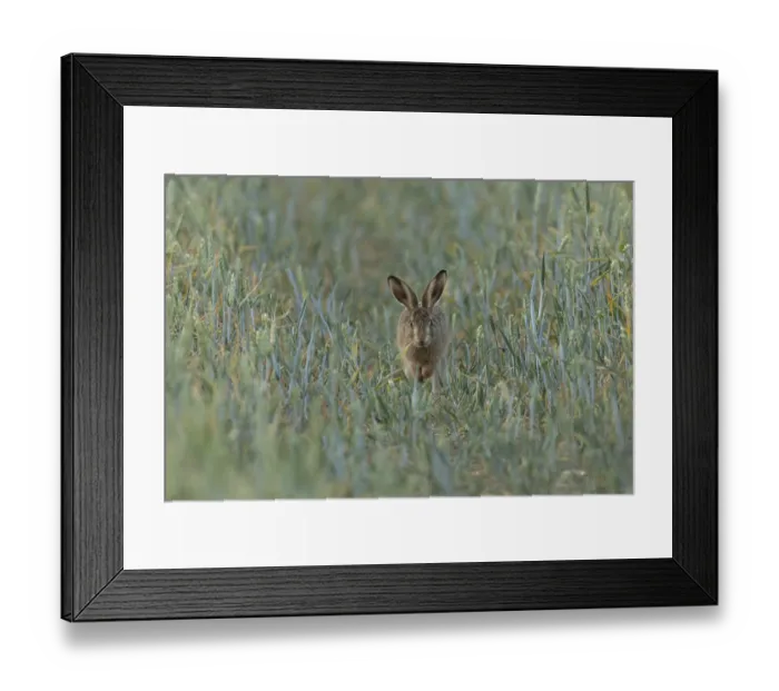 Framed Print : European brown hare (Lepus europaeus) juvenile baby leveret animal running in a farmland wheat field in summer
