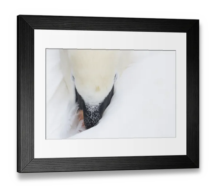 Framed Print : Mute swan (Cygnus olor) adult bird sleeping