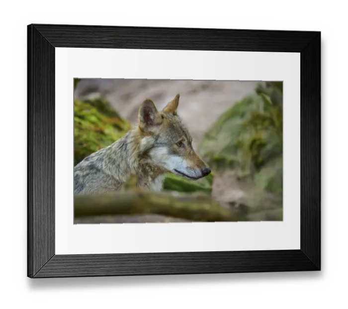Framed Print : Wolf attentively looks at the environment in the forest Framed Print : Wolf attentively looks at the environment in the forest
