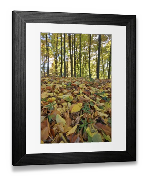 Framed Print : Forest floor covered with colorful foliage in an autumnal beech forest
