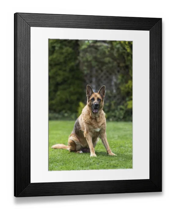 Framed Print : Senior German Shepherd dog resting on grass