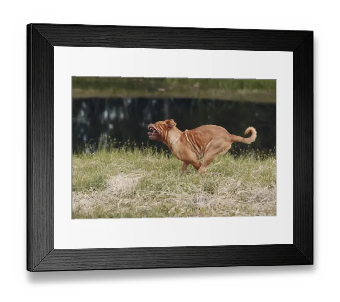 Framed Print : Portrait running Dogue de Bordeaux Framed Print : Portrait running Dogue de Bordeaux