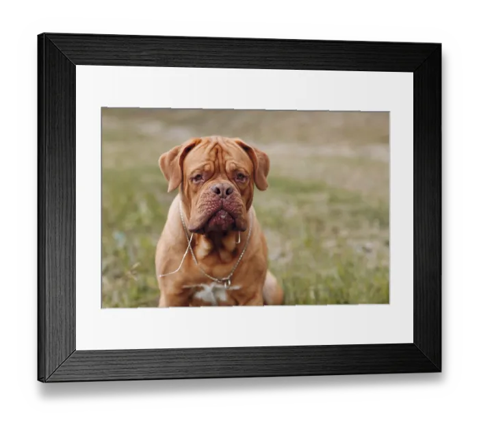 Framed Print : Portrait Dogue de Bordeaux. Dog mastiff pet