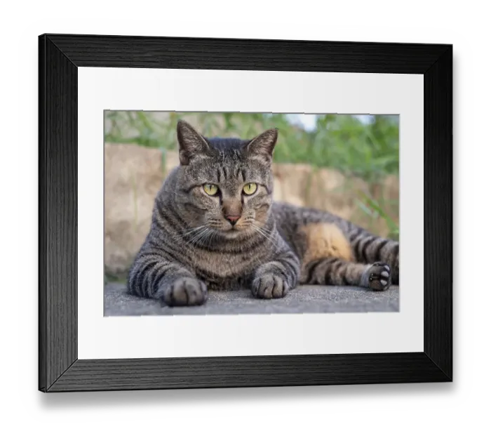 Framed Print : Close up, Cute female cat sitting on concrete floor