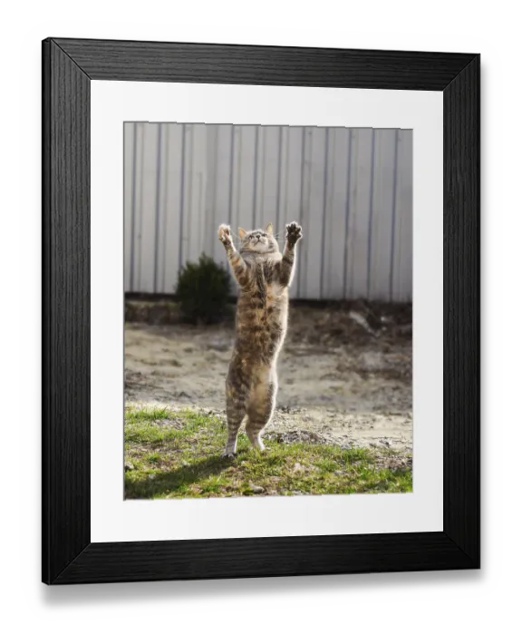 Framed Print : Playful cat on grass, front paws raised