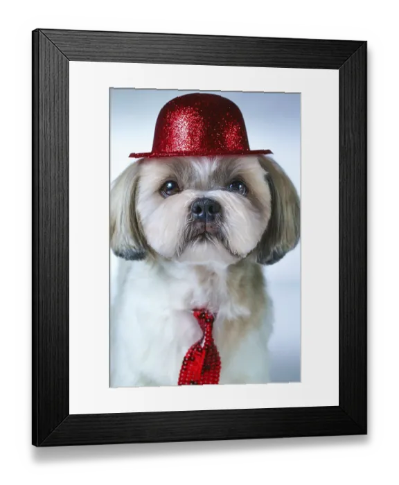 Framed Print : Cute shih tzu dog in red hat and tie portrait on white and blue background Framed Print : Cute shih tzu dog in red hat and tie portrait on white and blue background
