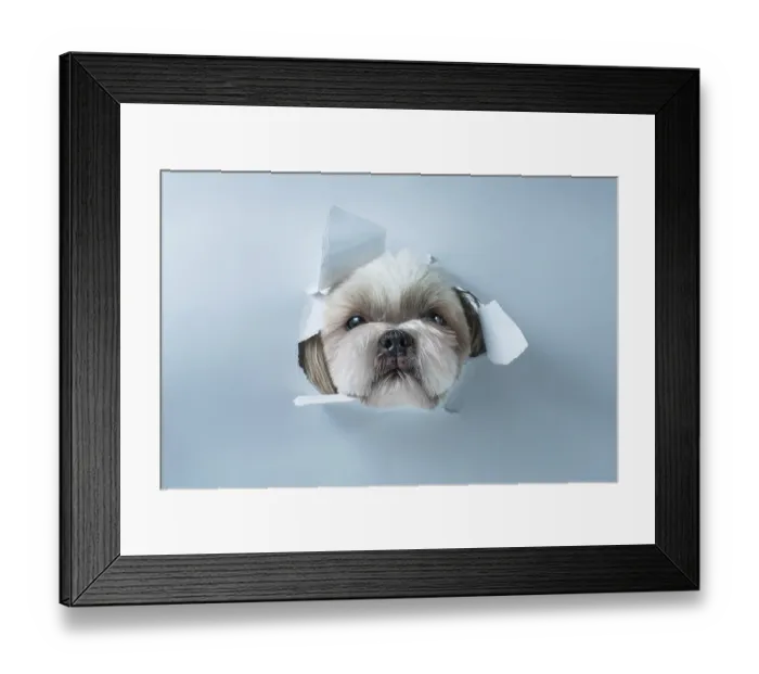 Framed Print : Cute shih tzu dog looking through hole in white paper