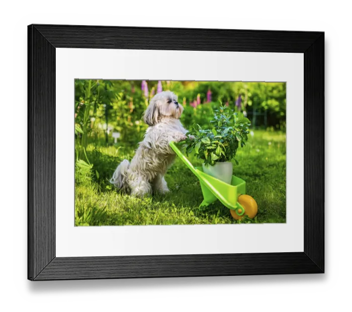 Framed Print : Cute shih tzu dog in summer garden with wheelbarrow and plant