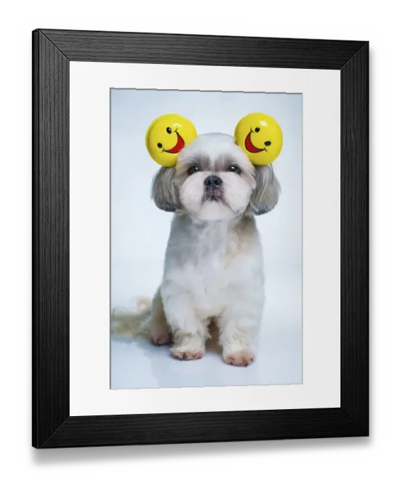 Framed Print : Shih tzu dog with smiles ears on blue and white background Framed Print : Shih tzu dog with smiles ears on blue and white background