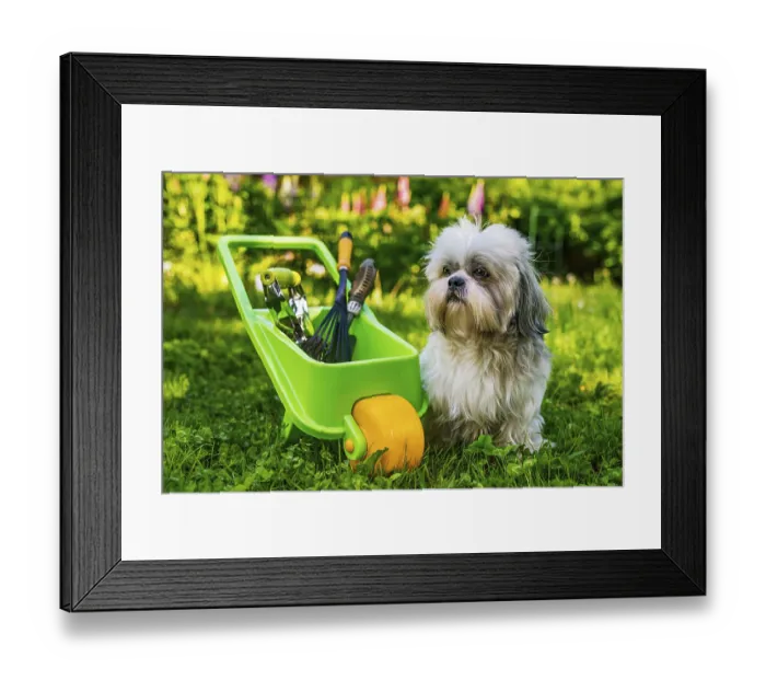 Framed Print : Cute shih tzu dog in summer garden with wheelbarrow and tools