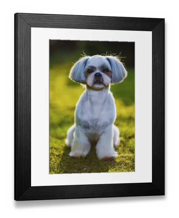 Framed Print : Shih tzu dog sitting on grass in garden