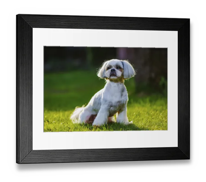 Framed Print : Shih tzu dog sitting on grass in garden