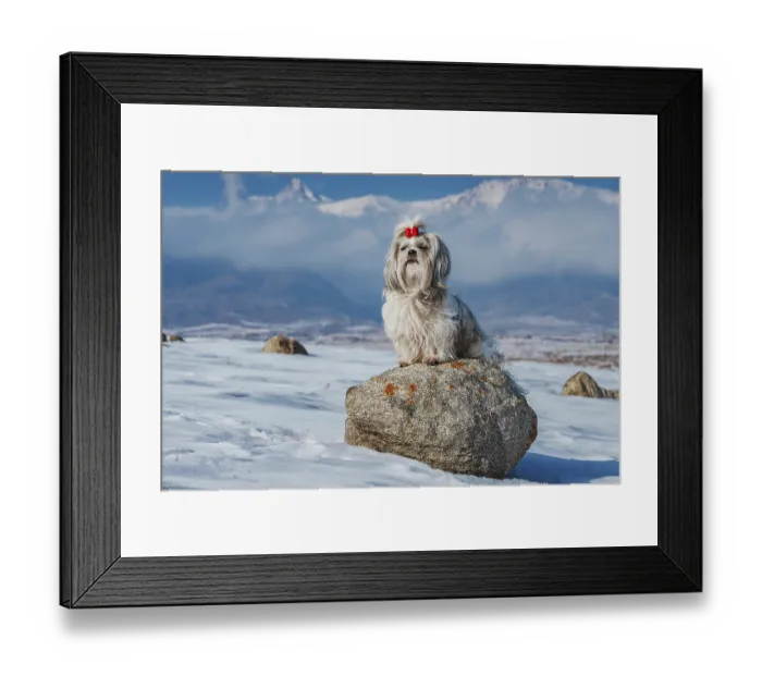Framed Print : Shih tzu dog sitting on stone on mountains background at winter