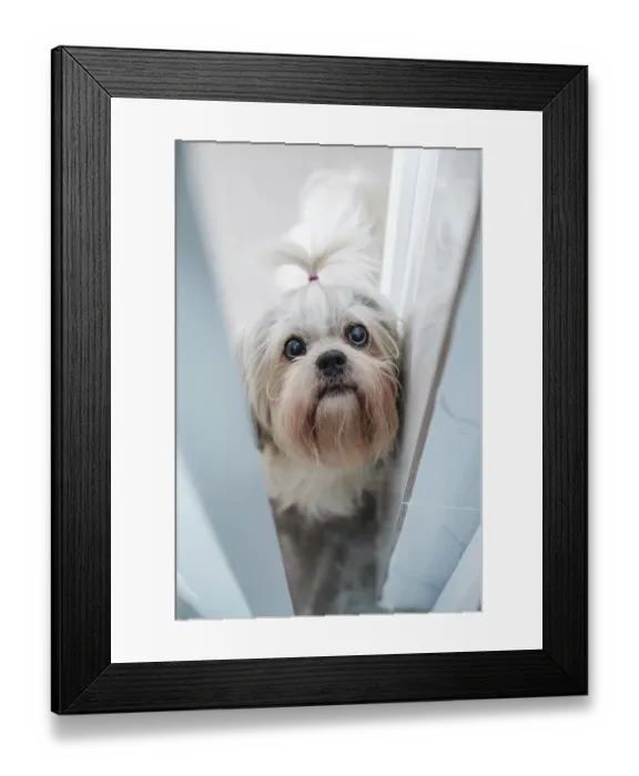 Framed Print : Shih tzu dog peek through open door