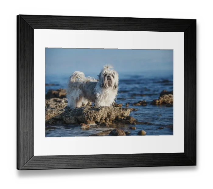 Framed Print : Shih tzu dog standing on stone at the edge of lake