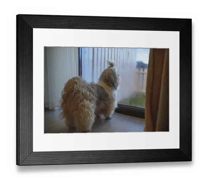 Framed Print : Shih-tzu dog is looking out the window of cottage
