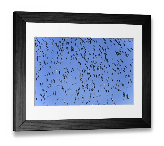 Framed Print : Bird migration: Flying nun geese Framed Print : Bird migration: Flying nun geese