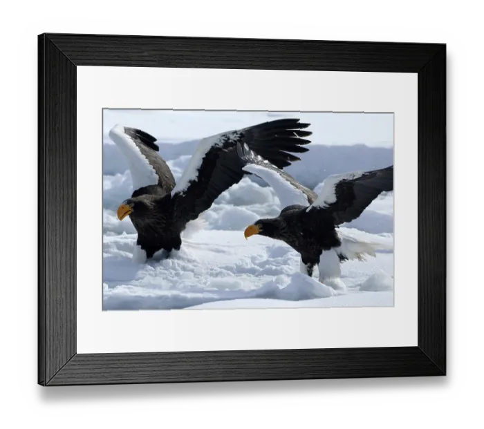 Framed Print : Steller's sea eagle (Haliaeetus pelagicus) couple Framed Print : Steller's sea eagle (Haliaeetus pelagicus) couple