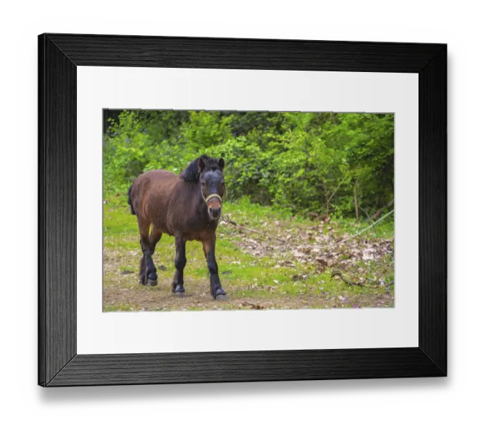 Framed Print : Cute brown pony tied to a rope in the countryside Framed Print : Cute brown pony tied to a rope in the countryside