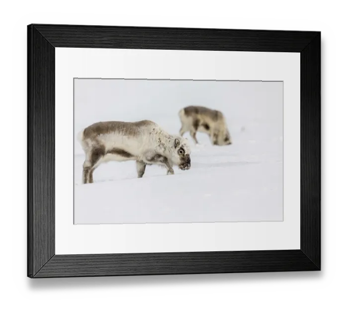 Framed Print : Wild Reindeer, Rangifer tarandus platyrhynchus
