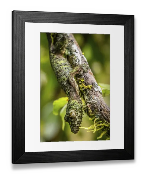 Framed Print : Leaf-tailed gecko in its natural environment