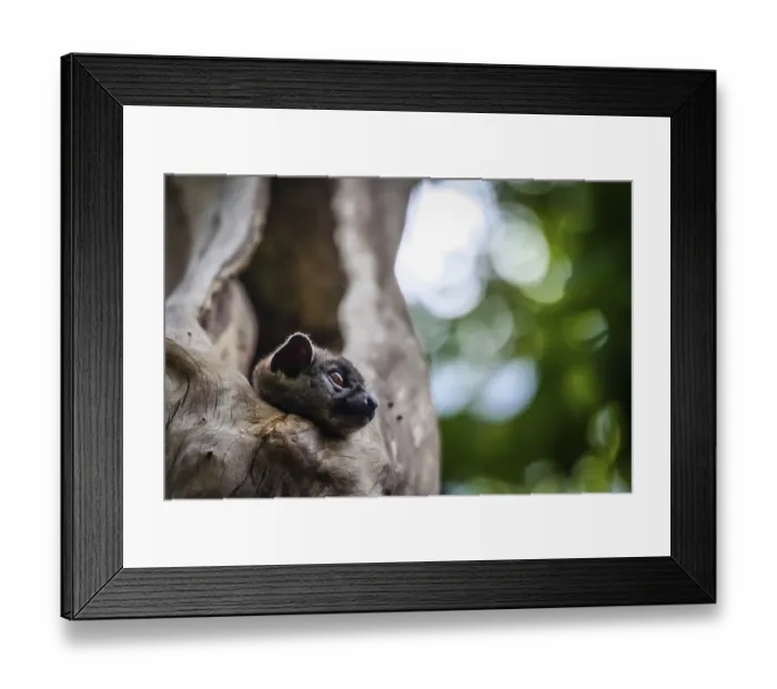 Framed Print : Small Lepilemur Ankaranensis, Ankarana Sportive Lemur
