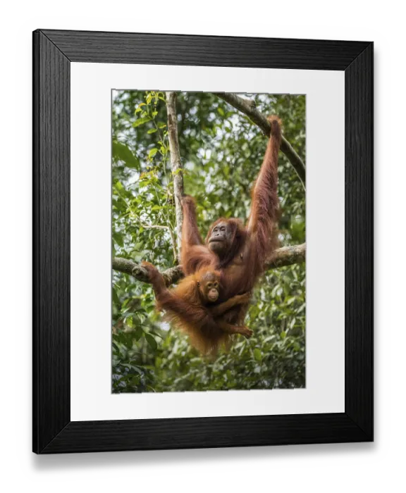 Framed Print : Free living orangutan mother with child Framed Print : Free living orangutan mother with child