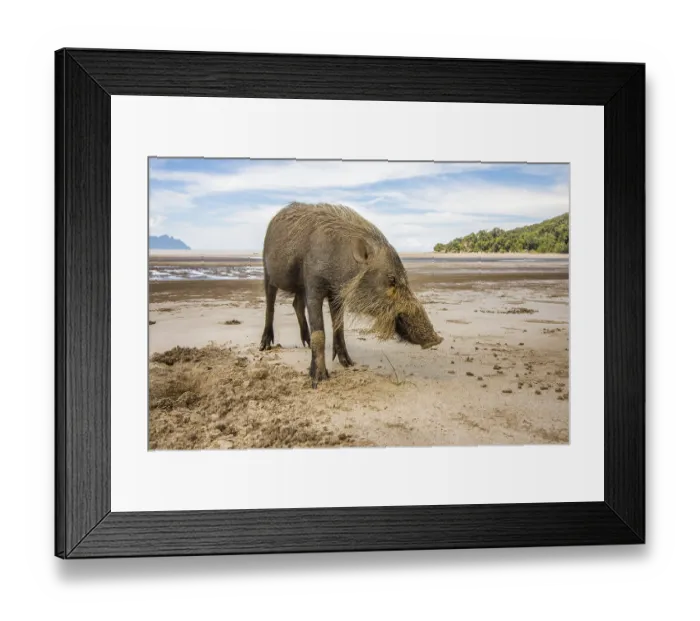 Framed Print : This wild bornean bearded pig, Sus Barbatus Framed Print : This wild bornean bearded pig, Sus Barbatus