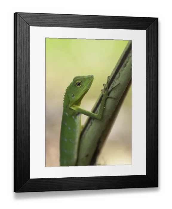 Framed Print : Green crested lizard - Bronchocela cristatella